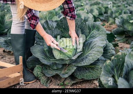 Farmer harvesting cabbage at field. Woman picking vegetable at organic farm. Agricultural activity in autumn season Stock Photo
