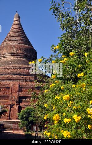 BAGAN, MYANMAR - NOV 13, 2015: Ornamental ancient pagoda and flowers. unesco heritage. View of blooming yellow orange bush in garden of ancient Mingal Stock Photo