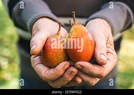 Pears in hands. Old farmer holding harvested fruit. Senior man picking organic food in garden Stock Photo