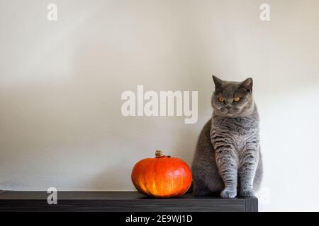 British shorthair cat sitting next pumpkin indoors. Thanksgiving day or halloween concept with copy space Stock Photo