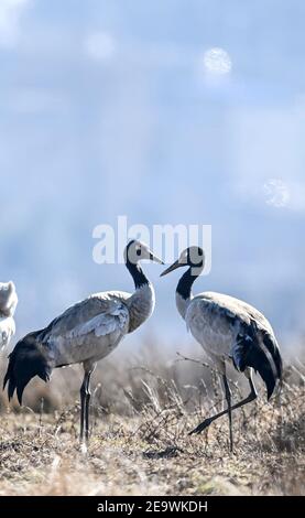 (210206) -- GUIYANG, Feb. 6, 2021 (Xinhua) -- Photo taken on Feb. 3, 2021 shows black-necked cranes at the Caohai National Nature Reserve in the Yi, Hui and Miao Autonomous County of Weining, southwest China's Guizhou Province. Established as a national nature reserve in 1992, Caohai National Nature Reserve covers an area of over 120 square kilometers. During the past years, over 60 people have served as rangers of the reserve, feeding birds, observing bird activities and patrolling in the reserve. Day after day, the torch has been passed from generation to generation among rangers. Than Stock Photo