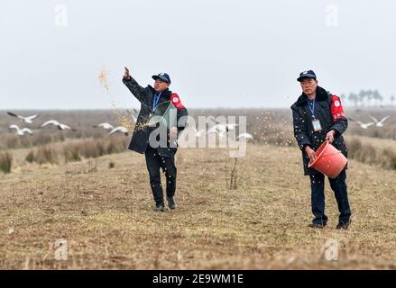 (210206) -- GUIYANG, Feb. 6, 2021 (Xinhua) -- Rangers scatter food for birds at the Caohai National Nature Reserve in the Yi, Hui and Miao Autonomous County of Weining, southwest China's Guizhou Province, Feb. 2, 2021. Established as a national nature reserve in 1992, Caohai National Nature Reserve covers an area of over 120 square kilometers. During the past years, over 60 people have served as rangers of the reserve, feeding birds, observing bird activities and patrolling in the reserve. Day after day, the torch has been passed from generation to generation among rangers. Thanks to the Stock Photo
