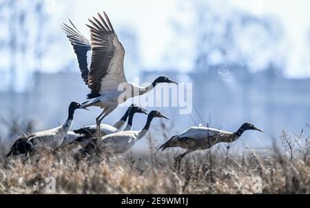 (210206) -- GUIYANG, Feb. 6, 2021 (Xinhua) -- Photo taken on Feb. 3, 2021 shows black-necked cranes at the Caohai National Nature Reserve in the Yi, Hui and Miao Autonomous County of Weining, southwest China's Guizhou Province. Established as a national nature reserve in 1992, Caohai National Nature Reserve covers an area of over 120 square kilometers.   During the past years, over 60 people have served as rangers of the reserve, feeding birds, observing bird activities and patrolling in the reserve.     Day after day, the torch has been passed from generation to generation among rangers. Than Stock Photo
