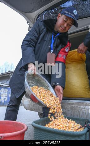 (210206) -- GUIYANG, Feb. 6, 2021 (Xinhua) -- Zhao Guoping prepares corn for birds at the Caohai National Nature Reserve in the Yi, Hui and Miao Autonomous County of Weining, southwest China's Guizhou Province, Feb. 2, 2021. Established as a national nature reserve in 1992, Caohai National Nature Reserve covers an area of over 120 square kilometers. During the past years, over 60 people have served as rangers of the reserve, feeding birds, observing bird activities and patrolling in the reserve. Day after day, the torch has been passed from generation to generation among rangers. Thanks Stock Photo