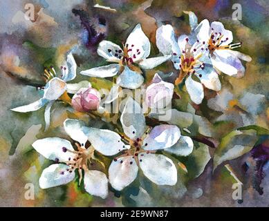 Flowers  on the branch of an apple tree. The spring bloom. Watercolor painting. Horizontal orientation. Stock Photo