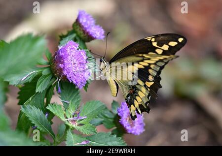 Tiger Swallowtail butterfly on a purple thistle flower. Stock Photo