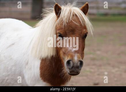 portrait of cute brown and white mini shetland pony Stock Photo