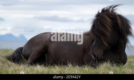 black icelandic horse lying on grass, resting and taking a nap Stock Photo