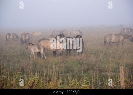 Konik Ponies(Equus Ferus Caballus) Stock Photo