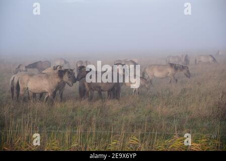 Konik Ponies(Equus Ferus Caballus) Stock Photo