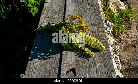 A bouquet of hop flowers, illuminated by the setting sun, on a wooden bench. Stock Photo