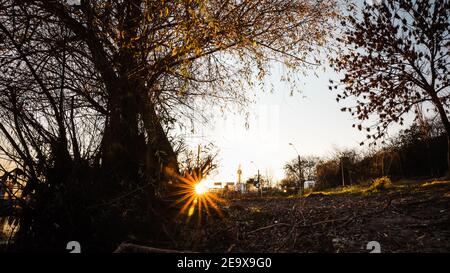 Looking Up Under The Tree With Clear Sunset Sky Background. Day To Night , low angle shot Stock Photo