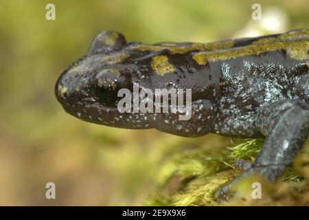 Close up of a male Longtoed salamander, Ambystoma macrodactylum Stock Photo