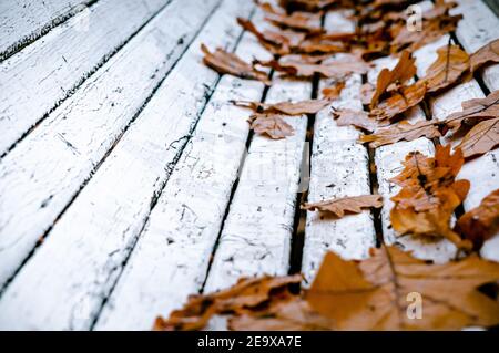 Closeup of white bench with scattered fallen autumn leaves Stock Photo