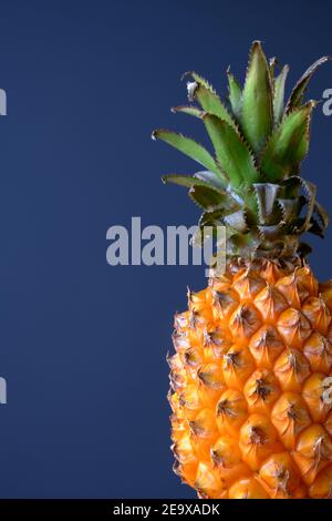 Whole pineapple on glass cloche against dark blue backdrop with copy space Stock Photo