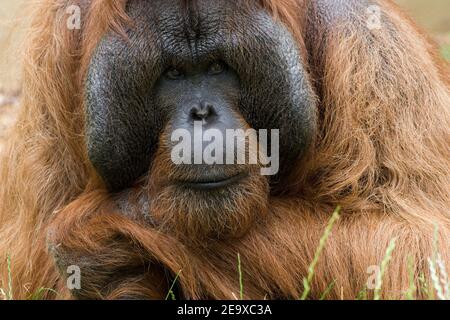 A Male Bornean Orangutan Stock Photo