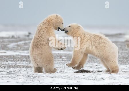 Playful Polar bear (Ursus maritimus) cubs in the snow in the Arctic Circle of Kaktovik, Alaska Stock Photo