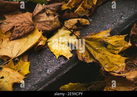 Closeup of autumn fallen leaves scattered on surface of asphalt road Stock Photo