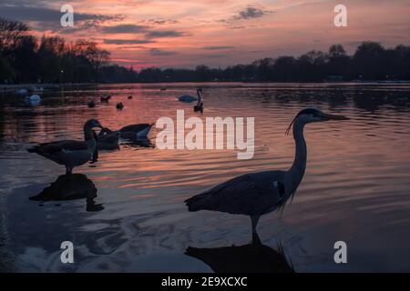 LONDON - 2015: Various birds on the Serpentine Lake at Hyde Park in London. A heron, geese and swans swim during sunset in London. Stock Photo