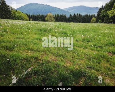 On top of Langenberg. It is the highest mountain in the Rothaar Mountains and in North Rhine-Westphalia state, Germany Stock Photo