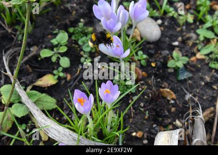 White tailed bumblebee collects pollen It makes small amount of honey for itself through the summer It is large and as the name suggests has ivory bum Stock Photo
