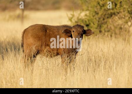 A young African buffalo calf (Syncerus caffer) in natural habitat, Mokala National Park, South Africa Stock Photo