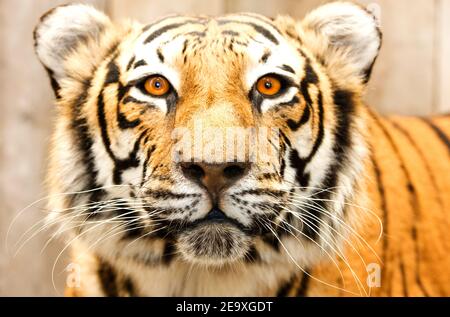 STILLS, WILD ANIMAL, ART OF NATURE Stock Photo