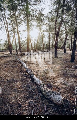 Pine forest landscape with long shadows cast by the sun in woods Stock Photo