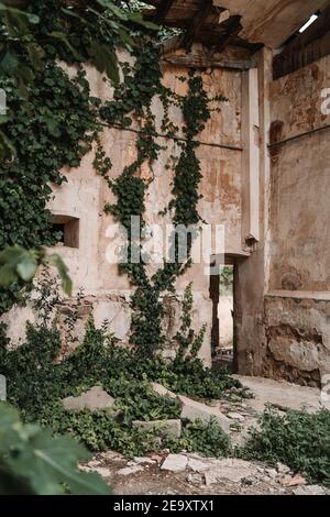 Weathered stone wall of remaining abandoned building covered with overgrown lush plants in daylight Stock Photo