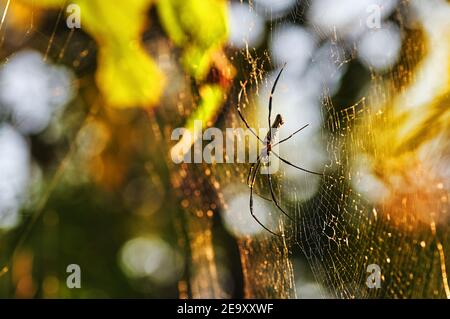 Big spider on the web Stock Photo