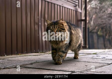 furry stray cat walking down the street close-up Stock Photo