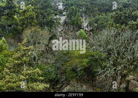 background, landscape - winter subtropical mountain forest, green and leafless trees among the rocks Stock Photo