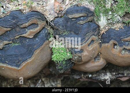 Phellinus cinereus, known as birch bracket fungus, wlid polypore from Finland Stock Photo