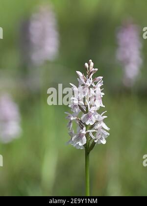 Dactylorhiza maculata, known as the heath spotted-orchid or moorland spotted orchid, growing wild in Finland Stock Photo