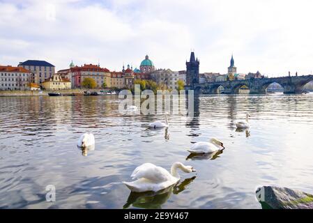 Swans float on the river Vltava, Prague, Czech republic Stock Photo