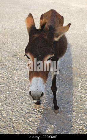 Donkeys at Cape Apostolos Andreas on the Karpass Peninsula Republic of Cyprus Stock Photo