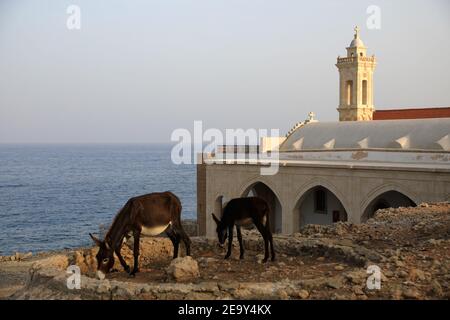 Donkeys at the Monastery Apostolos Andreas on the Karpass Peninsula Republic of Cyprus Stock Photo