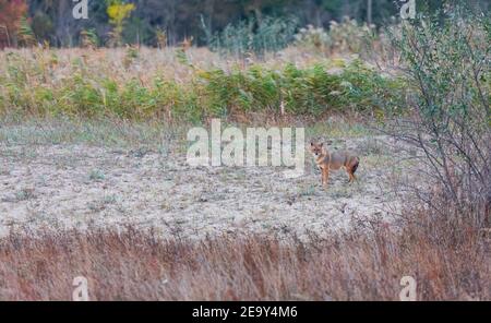 Golden jackal - CHACAL DORADO (Canis aureus), Danube Delta - DELTA DEL DANUBIO, Ramsar Wetland, Unesco World Heritgage Site, Tulcea County, Romania, E Stock Photo