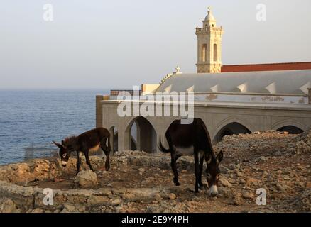 Donkeys at Cape Apostolos Andreas on the Karpass Peninsula Republic of Cyprus Stock Photo