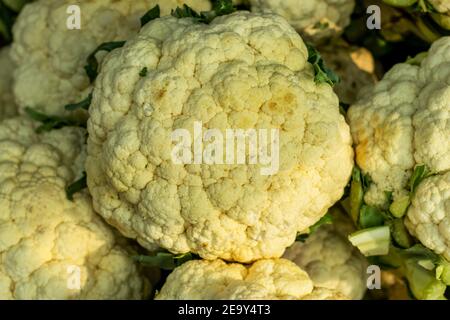 Close up shot of white cauliflower vegetables and cauliflower head in natural conditions and selling on vegetable market Stock Photo