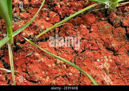 Dried, red cracked earth soil closeup photo abstract background of natural crack texture on dry soil with garlic plants Stock Photo