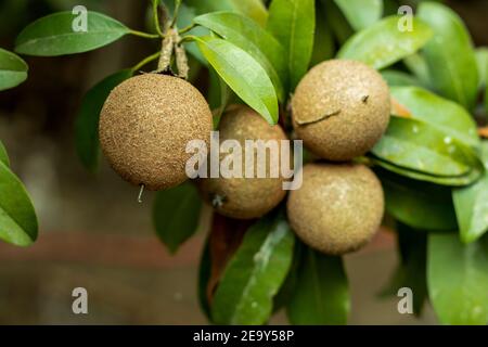 The photography of exotic Chiku fruit, known as sapodilla, manilkara zapota chickoo, chikoo, sapota, noseberry and mudapple sweet fruits Stock Photo