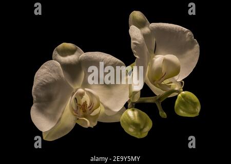 Close up of inflorescence of Phalaenopsis orchid against a black background, Genoa, Italy Stock Photo