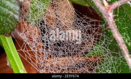 Close up of  drops of dew in the spider web Stock Photo