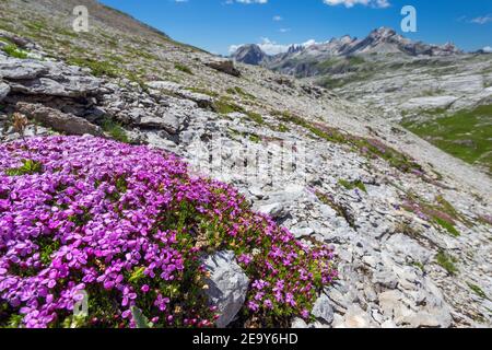 Flowering of Silene acaulis, bearing alpine plant. The Dolomites of the Puez-Odle natural park. Italian Alps. Europe. Stock Photo