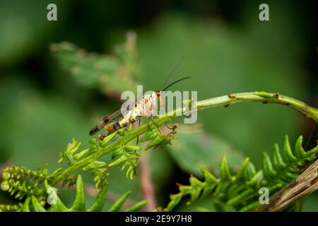 Common Scorpion Fly (Panorpa communis) an abundant harmless insect species found in the UK and Europe stock photo image Stock Photo