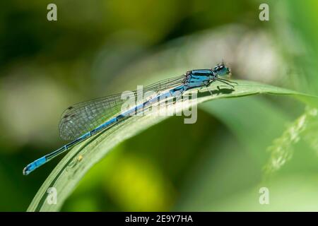 Azure Damselfly, Coenagrion puella a common blue male insect species similar to dragonfly resting on a grass reed stock photo image Stock Photo