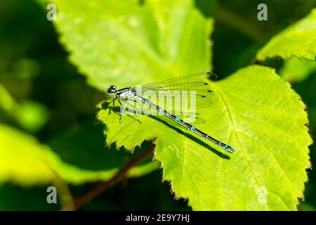 Azure Damselfly, Coenagrion puella a common flying, blue female insect species similar to dragonfly resting on a grass reed stock photo image Stock Photo