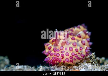 Savinkin's janolus (nudibranch) Stock Photo