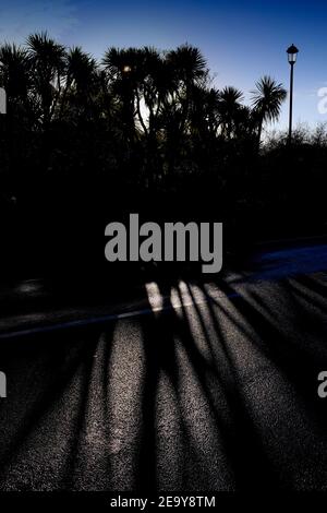 sun.shining,through,palm.trees,onto,road,street,lamp,silhouette,Cowes,Isle of Wight,England,UK, Stock Photo